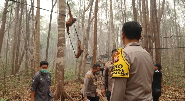 Polri: Perkuat Patroli Hutan Terpadu, Rescue Satwa Terdampak dan Pengamanan agar Orang Utan Terlindungi
